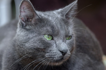 The green-eyed grey cat lying and looking	