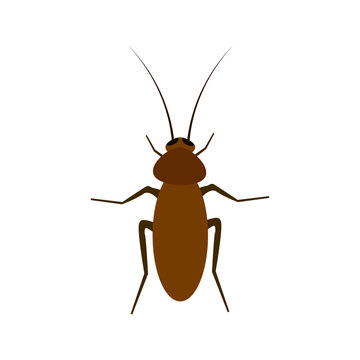Cockroach vector illustration isolated on a white background