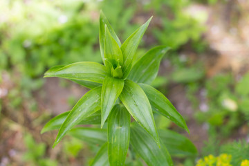 Green lily blossoms closeup