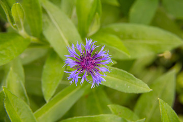 beautiful purple flower close-up