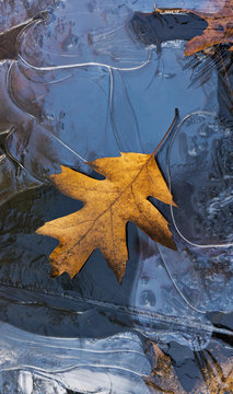 Autumn background, leaf and frozen water