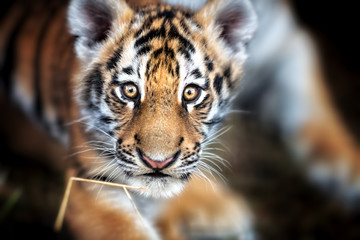 Portrait of a Beautiful Tiger cub. Tiger playing around (Panthera tigris)