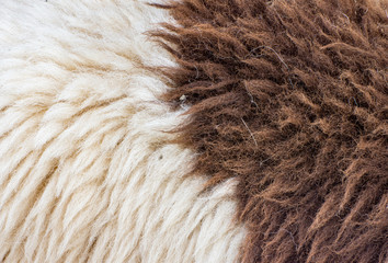 Sheep fur background or texture