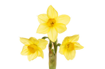 Multiple headed Narcissus flower