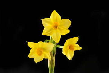 Fototapeta na wymiar Narcissus flowers against black