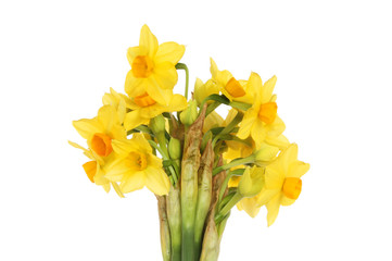 Narcissus flowers isolated