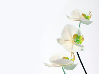 Naklejka na ściany i meble orchid bouquet on black background