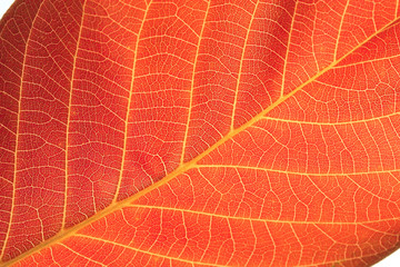 Obraz premium autumn leaf background