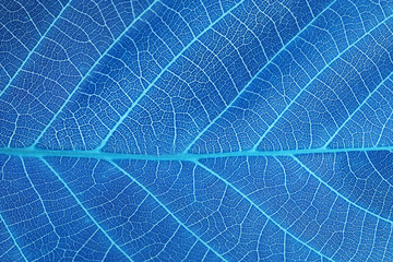 abstract blue leaf background