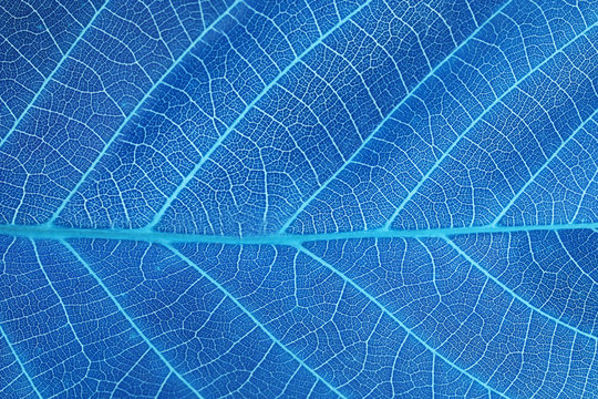 Abstract Blue Leaf Background