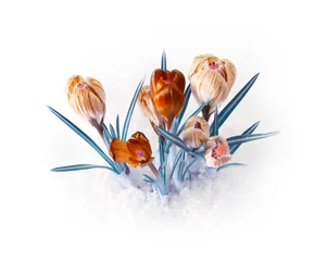 Foto auf Acrylglas Krokusse Frühlingsblumenstrauß mit Krokussen