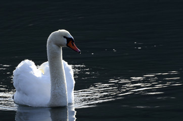 Schwan an einem kalten Wintertag