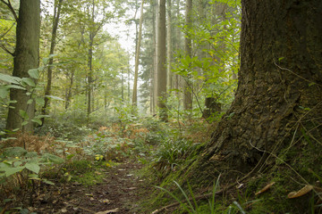 Obraz premium footpath in a forest