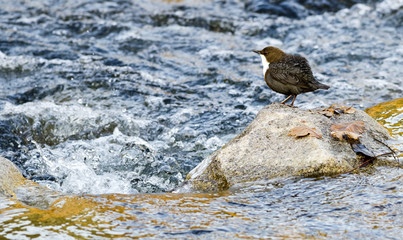 Wasseramsel