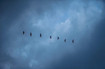 birds fly South