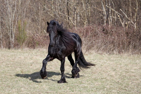 Cheval frison au d&eacute;bourrage (cheval de trait)