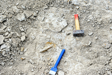 searching for ammonites in limestone