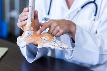 Physiotherapist holding a skeleton feet model
