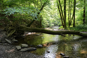 Fototapeta na wymiar Elzbach stream at forest next to pyrmont (Germany)