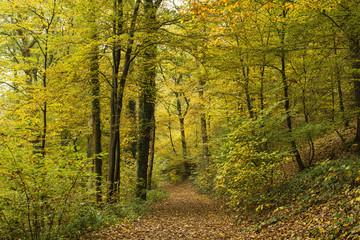 path in autumnal forest