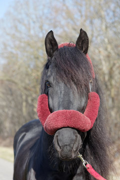 Cheval frison (cheval de trait)