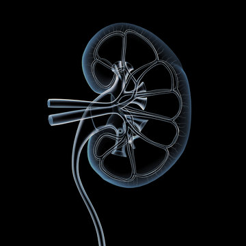 Kidney Cross Section X-ray View on Black