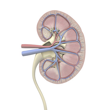 Kidney Cross Section View Tinted on White