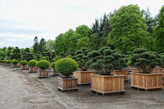 bonsai plants and trees in a garden shop