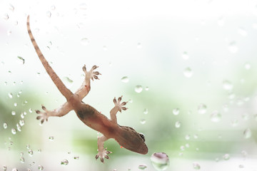 Fototapeta premium Azjatycki gekon domowy