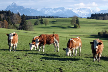 Fototapeta na wymiar Bavaria, cows in front of bavarian alps