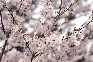 white pink cherry blossom