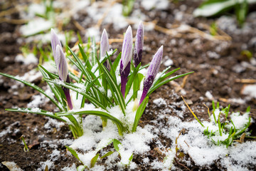 Purple white crocuses under snow