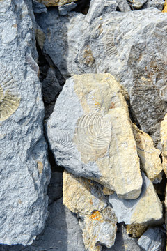 fossils like shells and ammonites.