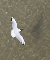 seagull at the coast flying and swimming