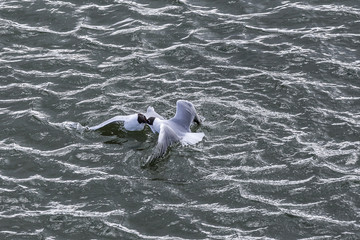 seagulls at the coast fighting