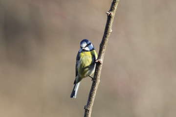 Fototapeta premium Little blue tit hiding in the shadows of the branch on which it sits