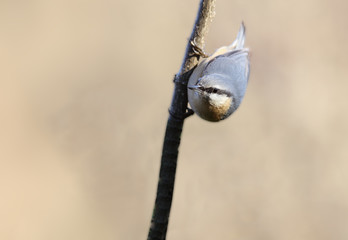Nuthatch clung to the branch before takeoff...
