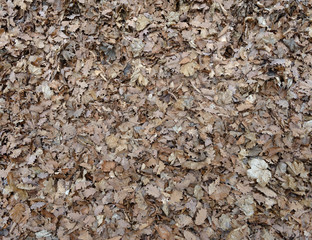 Layer of dry oak leaves as natural background.