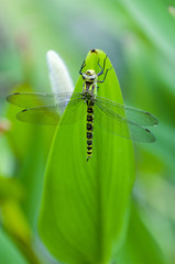 Blue tailed Damselfly on blurred background