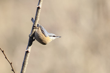 Nuthatch sitting in his favorite position on the vertical branch