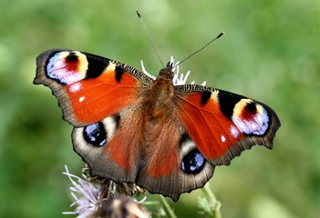 Peacock butterfly (Aglais io, Inachis io) feeding on a flower, dorsal view.