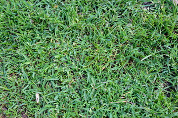 green grass background