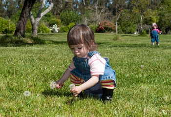 Young girl picking dandelions in the park