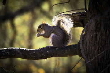 Squirrel Lunch