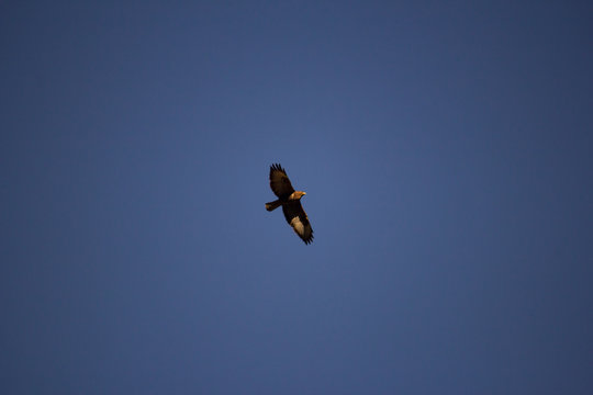 Hawk in the blue sky