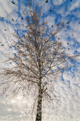 Autumn wind light natural background.