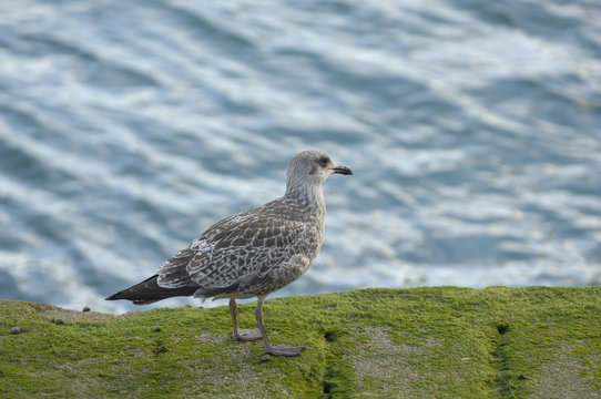 Seagull in front of the Fort National near Saint-Malo