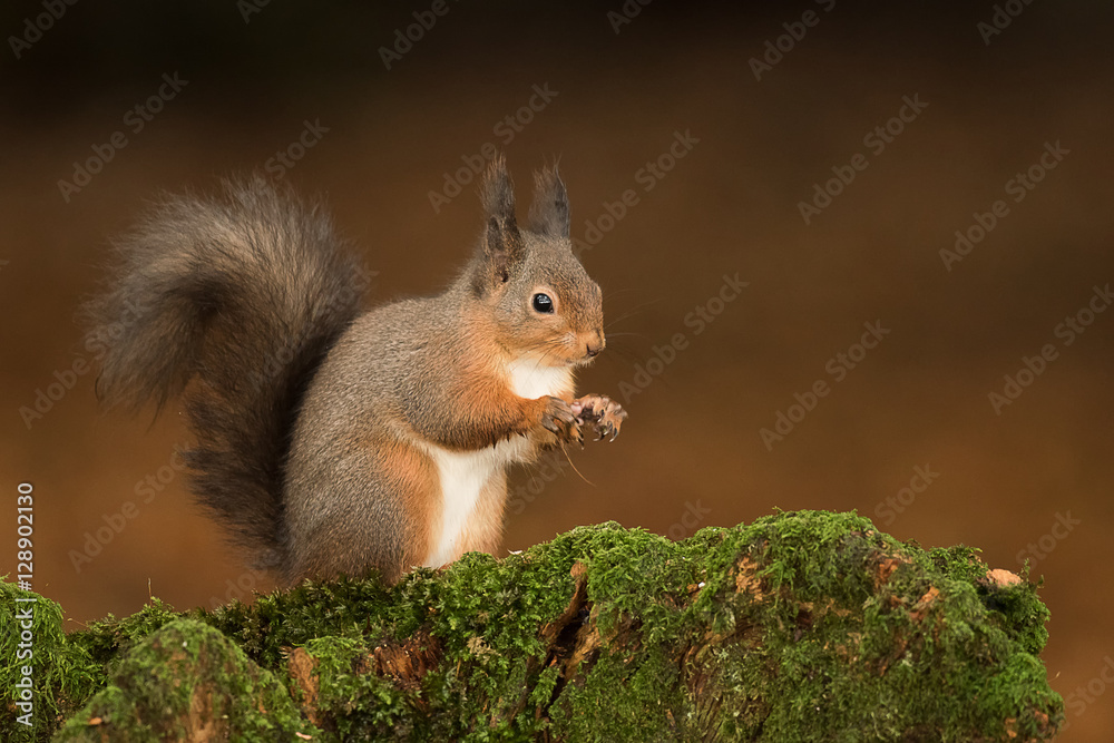 Poster a portrait of a red squirrel sitting and looking alert showing bushy tail set in natural background 
