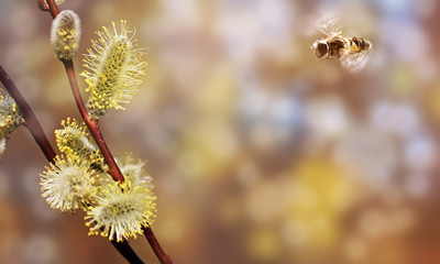 Fluing bee and pussywillows.