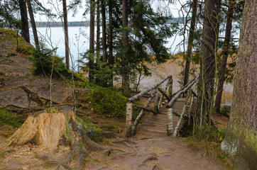 Wooden bridge in the forest